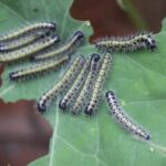 Tiny Brown Worms in House: Complete Identification & Removal Guide 2025