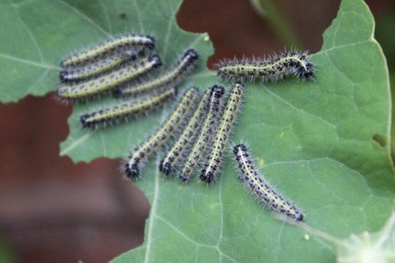 Tiny Brown Worms in House: Complete Identification & Removal Guide 2025